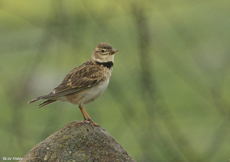   Calandra Lark Melanocorypha calandra  Bacha valley ,Golan 05-04-11  Lior Kislev                           